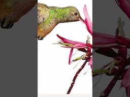 Watercolor Hummingbird with Coral Bean flower