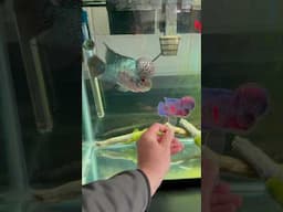 Interacting with the Beautiful Flowerhorn