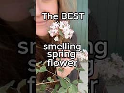 What exactly do Spice Baby viburnum #flowers smell like? Besides incredible. #spring #garden
