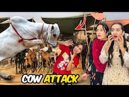 Zainab Per Cow Ney Attack Krdia 😱| Papa Ney Dia Mama Ko Surprise 😍| Eid Ki Tyariyyan 🥳| Sistrology