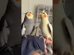 Cockatiel Parrot Talking to His Friend | Calopsita | #parrots #talkingparot #cockatiel #calopsita