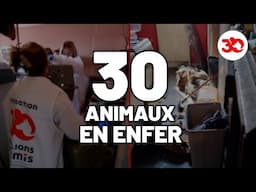 30 animaux dans l'ENFER d'un appartement INSALUBRE