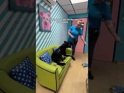 Preparing Battersea Dogs for New Homes
