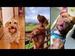 Funny ANIMALS videos 😊 Funniest CATS😺 and DOGS🐶 2025