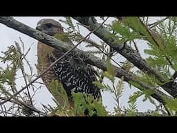 Nature Walk in Tradition Florida #outdoors #outandabout #nature #morningwalk