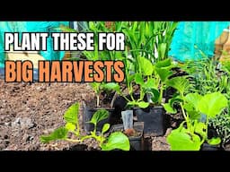 Melons, Corn & Squash – Planting for Big Summer Harvests