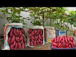 It's a pity if you don't know how to grow sweet potatoes in soil bags - Many tubers | Home Gardening