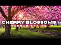 Cherry blossoms | German Spring 🇩🇪