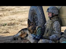 Before being euthanized, this soldier adopted a dog, see what this dog did will shock you