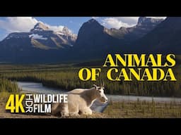 4K HDR Wild Animals of Canada in Scenic Natural Habitat + Calm Music & Real Relaxing Sounds