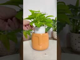 Which plant head looks best? #houseplants #plants #indoorplants #planter