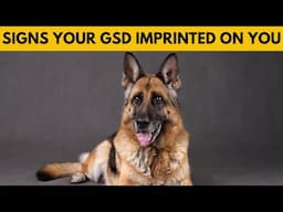 10 Signs That Your German Shepherd Has Imprinted On You