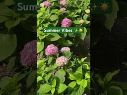 Summer Has Arrived  #shorts #summer #summertime #naturevideo #nature #relaxing #relax #slowliving
