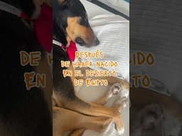 ¿Dónde estará soñando mi perrito?
