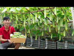 Grow Cucumber in Plastic Containers for an Incredible 5x Increase in Fruit Yield
