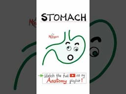 Stomach Anatomy - Anatomy of Abdomen...#doctor #nurse  #anatomy #physiology #biology #surgery #gut