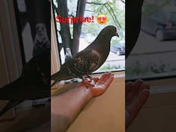Wild Pigeon lands on my hand! 😍 #shorts