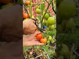 Harvest tomatoes #tomatoharvest #tomatofarming #tomatoes