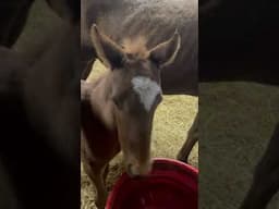 Little baby horse loving! #equestrianjourney #horse #farmfamilyfun