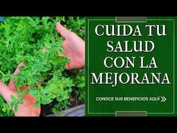 ¡Cambia tu vida con la mejorana! #Plantas