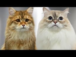Two gorgeous Siberian Forest Cats with drastically different personalities 😂