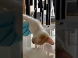 Cat #video #gaming #cat  #youtubeshorts #gym #military #edit #fatcator #travel #army #history