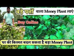 बड़े पत्तों वाला MONEY PLANT घर में लाएं हरियाली और समृद्धि अब Online खरीदें आसानी से