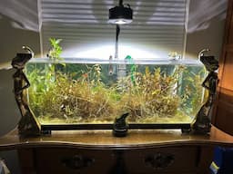 LED lights burning out sooner than expected; find out why.