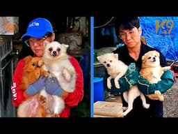 K9 Global Rescue Shutting Down Dog Meat Farms in Korea