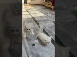 Cute cat babies pure Persian triple coat qualty