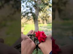 Flower reverse effect #shorts