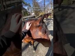 She Has Come So Far! #mocha #horserehabilitation #shortsfeed