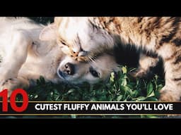 Top 10 Cutest Fluffy Animals You'll Love