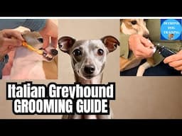 Italian Greyhound Complete Grooming Guide: Teeth, Nails, Bathing and Brushing