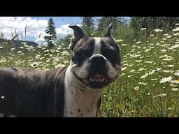 Pistol's Legacy: A Life Of Adventure And Love