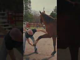 A Day at the Spa with Dr. Doug, This Horse LOVED the Adjustment!