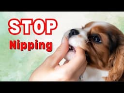 How to Stop Your Puppy from Biting and Nipping | Puppy Training Tips for New Puppy Owners