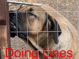 Doing lines with the dog / dog training with Boerboel