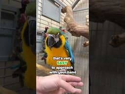 Teaching Parrot How to Come Out