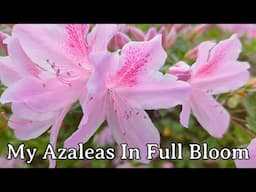 My Azaleas In Full Bloom
