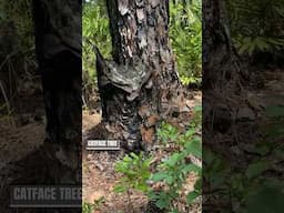 Exploring Old Florida / Turpentine