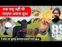 इसे लगालो फिर कभी नहीं पी पाएंगे पशु एक दूसरे का दूध 📞7015994969 Best For Dairy Farm Cow Weaner ring