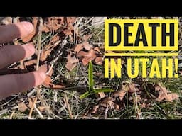 This Deadly Plant Is Plentiful In Utah