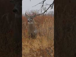 One of the coolest moments I’ve ever experienced in the woods. #deer #bowhunting