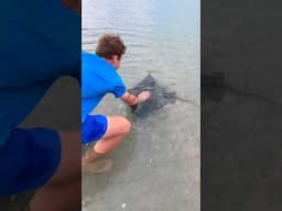 These EAGLE RAYS are as curious about us as we are about them ❤️ Shorts for Kids