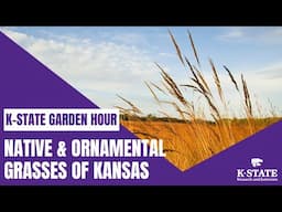 K-State Garden Hour: Native & Ornamental Grasses of Kansas