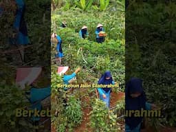Warga Kompak Berkebun