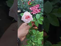 💁Buy 7 days rose flower plants @low price#shorts#gardening #plants #7daysroseplant