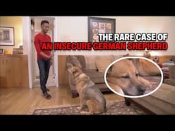 Can This Anxious German Shepherd Learn to Trust Again? | Dog Nation Throwbacks