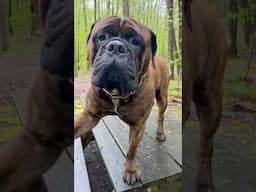 Bullmastiff Tonka Camping in The Adirondacks. #bullmastiffs #campdog #bulldog #freecamping